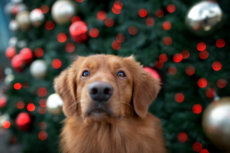 Calendario avvento per cani calendario avvento per cani