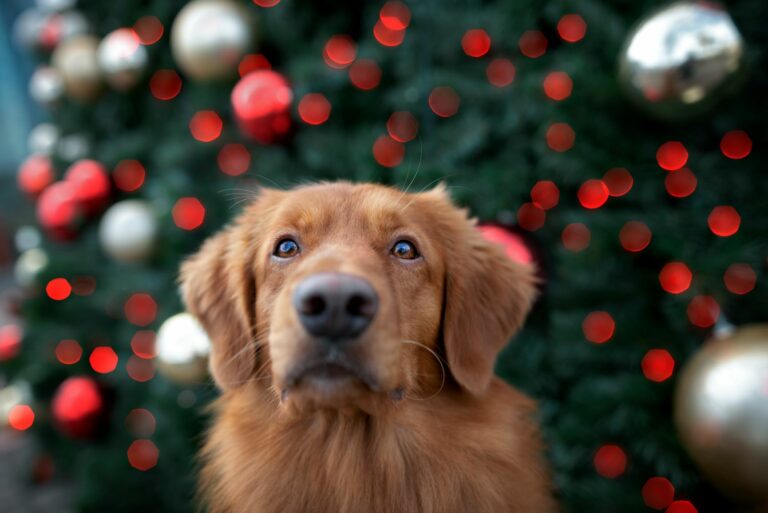 calendario avvento per cani