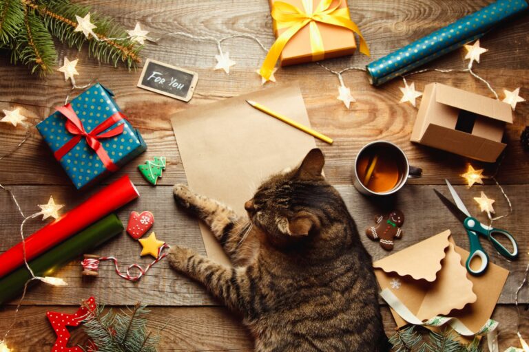 calendario avvento gatto fare calendario avvento gatti