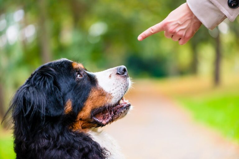 cane riceve ordine durante training