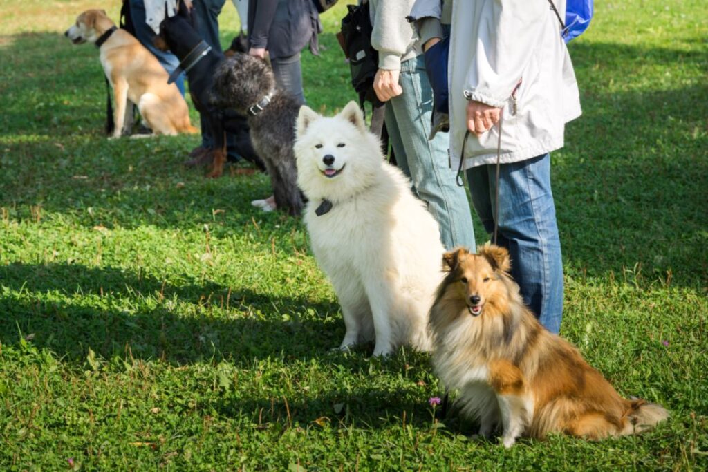 gruppo di cani seduto nella scuola per cani