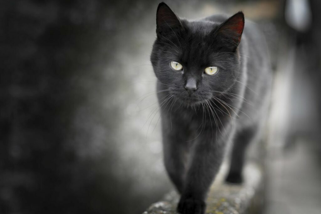Gatto Gatto