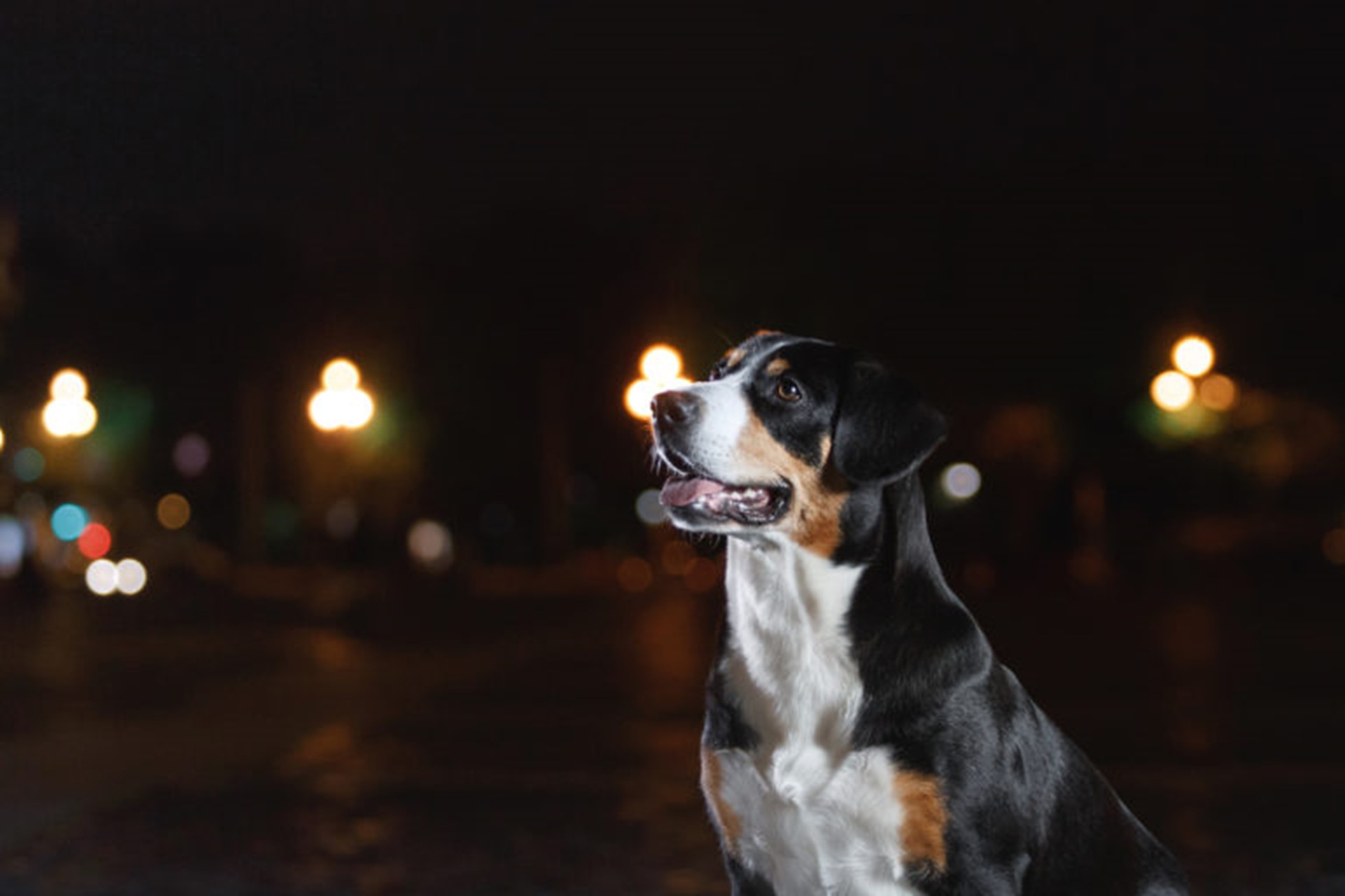 L’affanno notturno del cane consigli per notti tranquille Magazine
