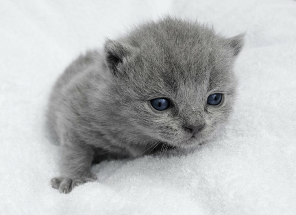 Gatto Gatto
