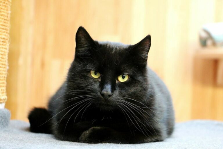 Gatto Gatto