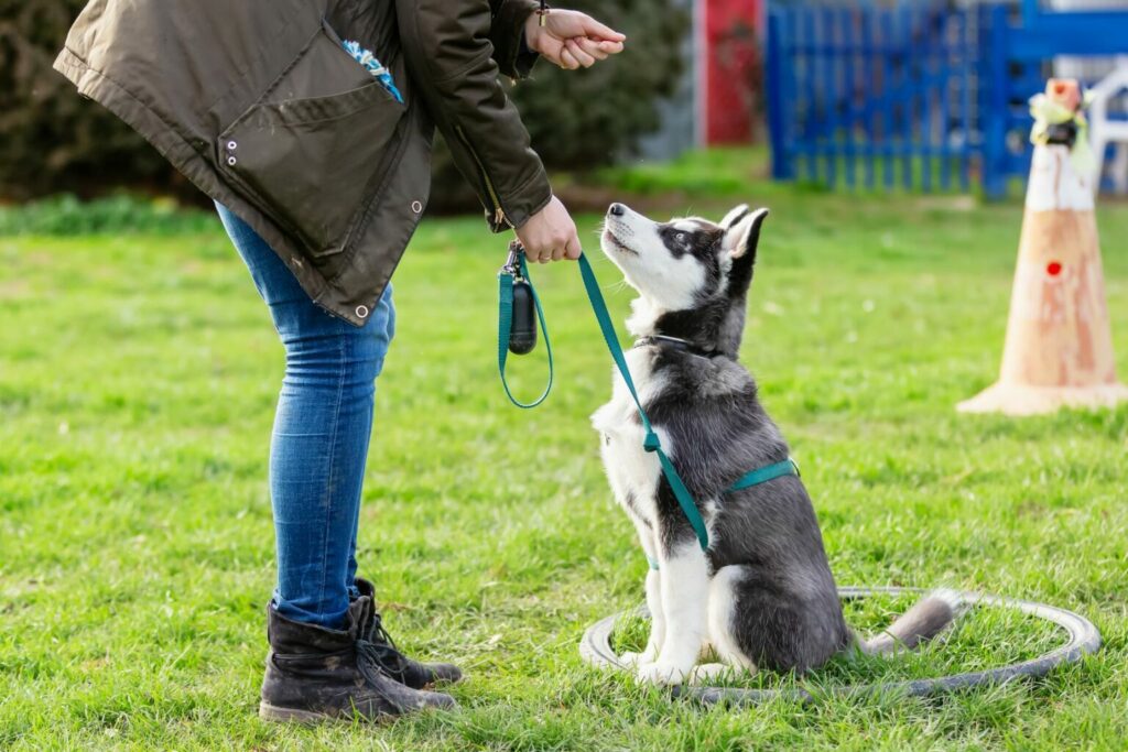 Un cane con guinzaglio viene educato dal suo padrone al parco cane con guinzaglio al parco
