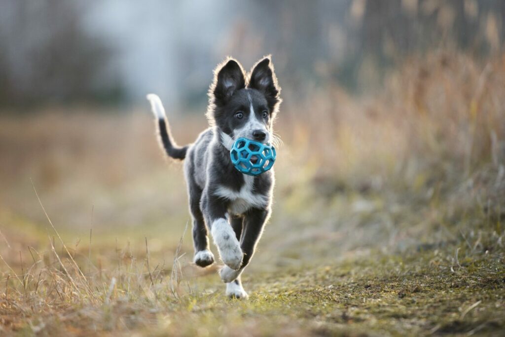 cane gioca con pallina all'aria aperta