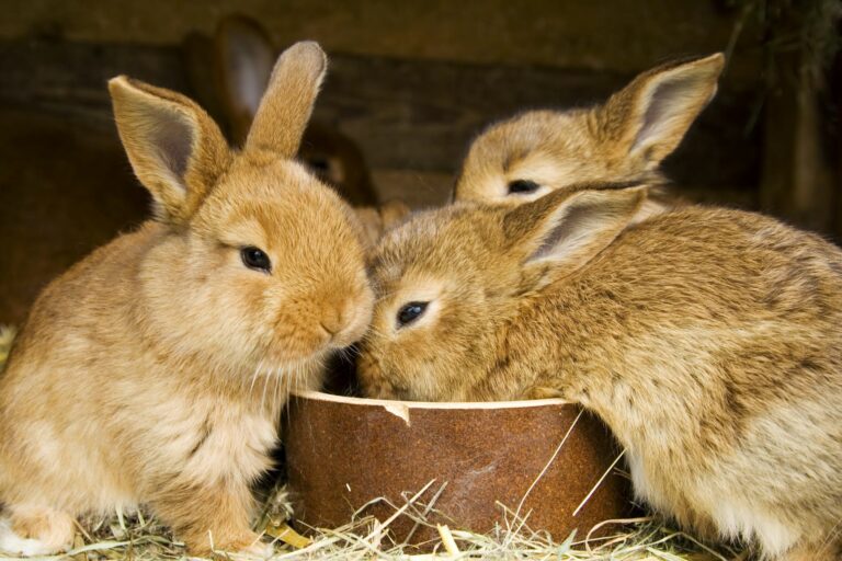 Tre-piccoli-conigli