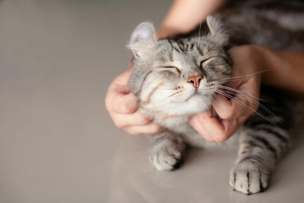 massaggio san valentino gatti