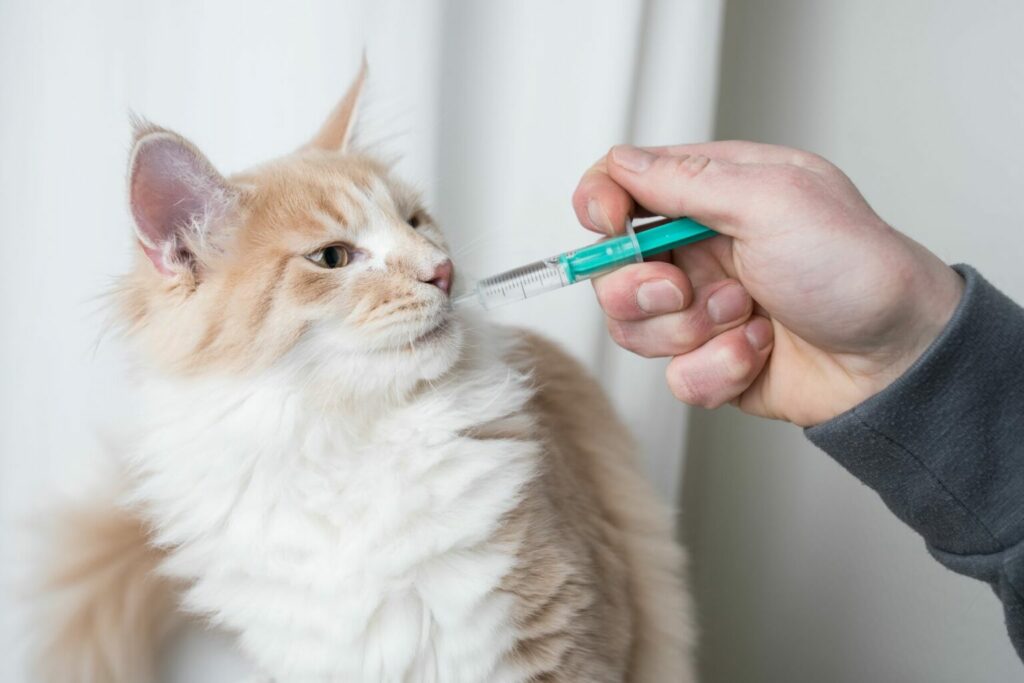 Un gatto prende una compressa dalla siringa gatto prende compressa siringa