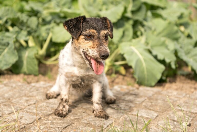 Vermi nei cani sporchi di terreno