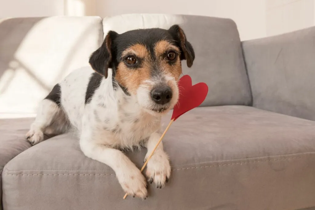 San Valentino per cani e gatti: i regali per i nostri animali domestici