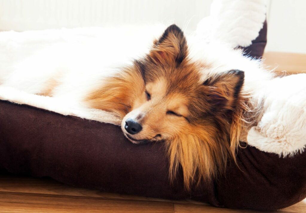 letto regalo di san valentino per cani