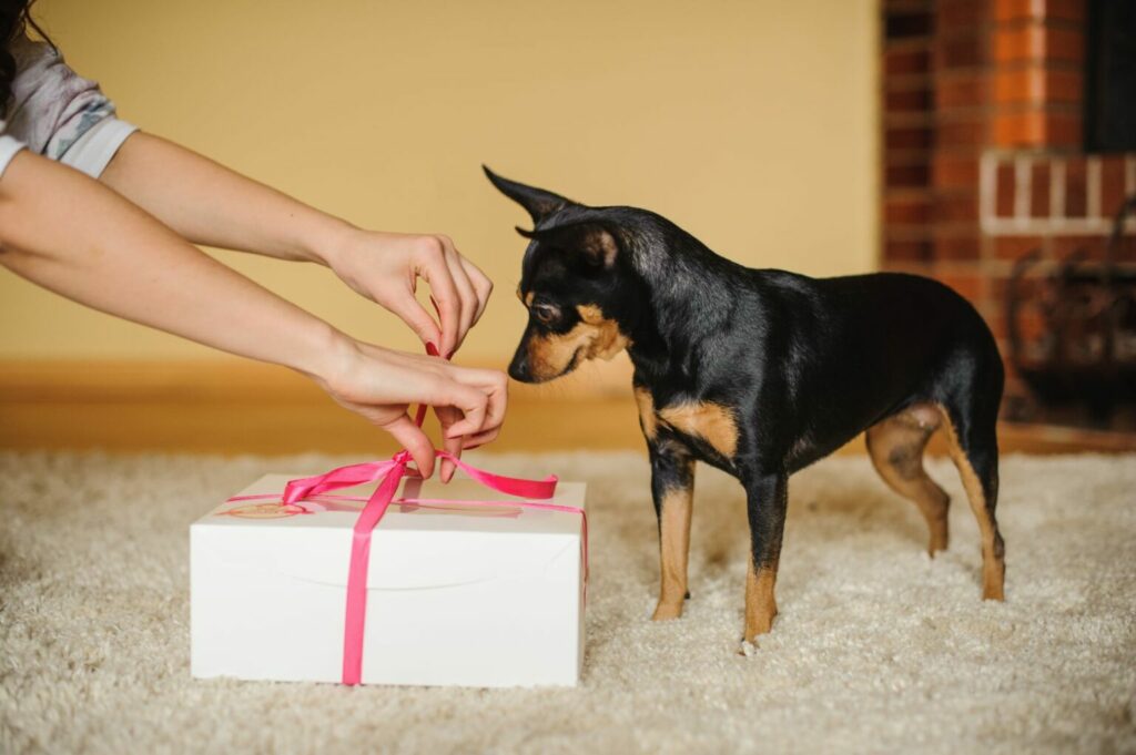 reaglo di San Valentino per cane