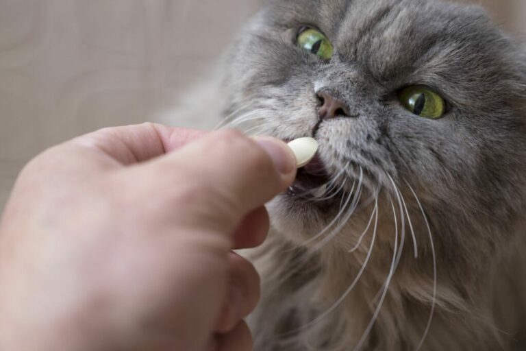 Un gatto prende una pillola dal padrone dare le pastiglia al gatto