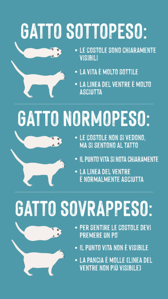 gatto in sovrappeso infografica