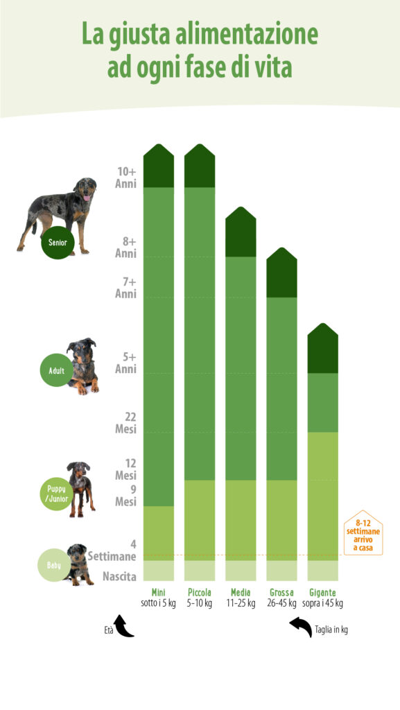 2021_08_Dog_Growth_Nutrition_Chart_1080x1920_IT