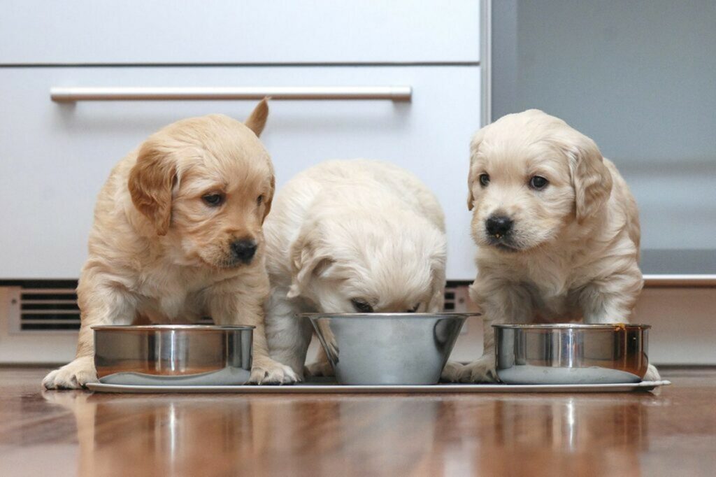 Cuccioli che mangiano