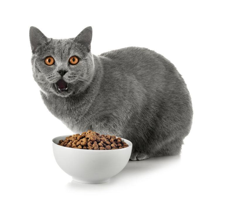 tutta l’alimentazione per il british shorthair alimentazione per british shorthair