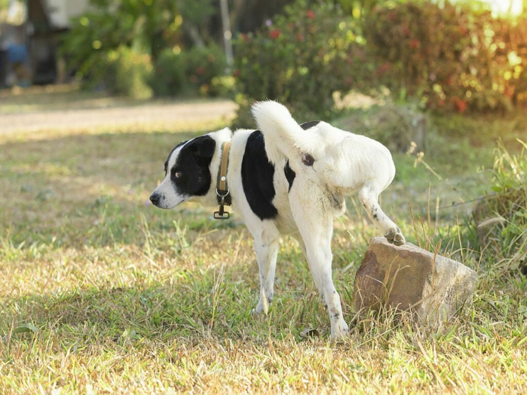 Cane che fa pipì