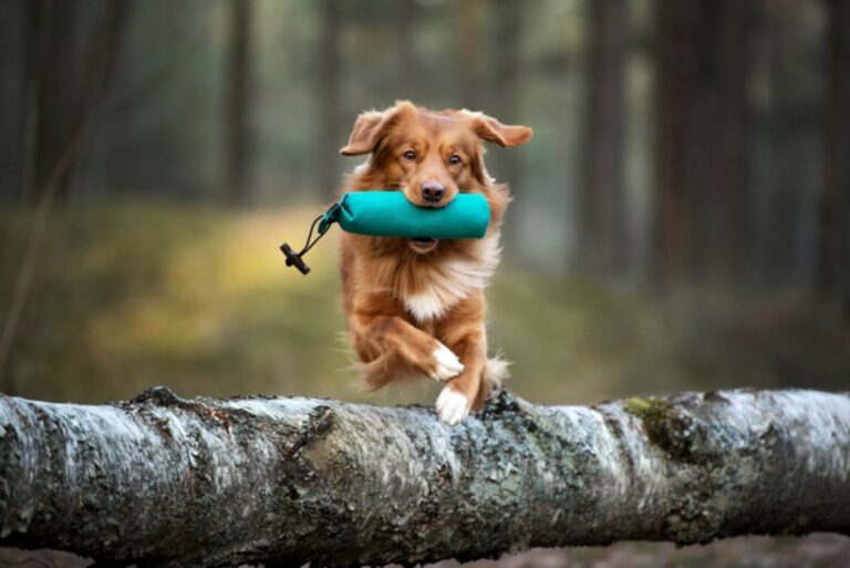 cane che salta esercizi per cani