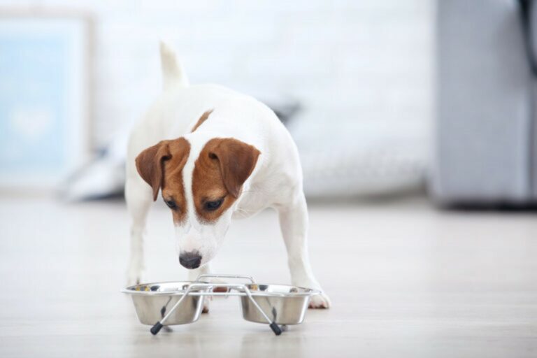 Cane che sta mangiando dalla ciotola cambiare alimentazione al cane