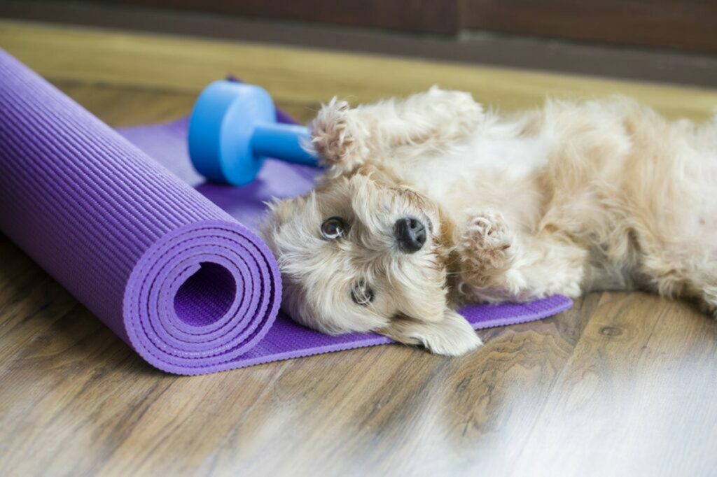 cane sul tappetino per fitness cane sul tappetino per fitness