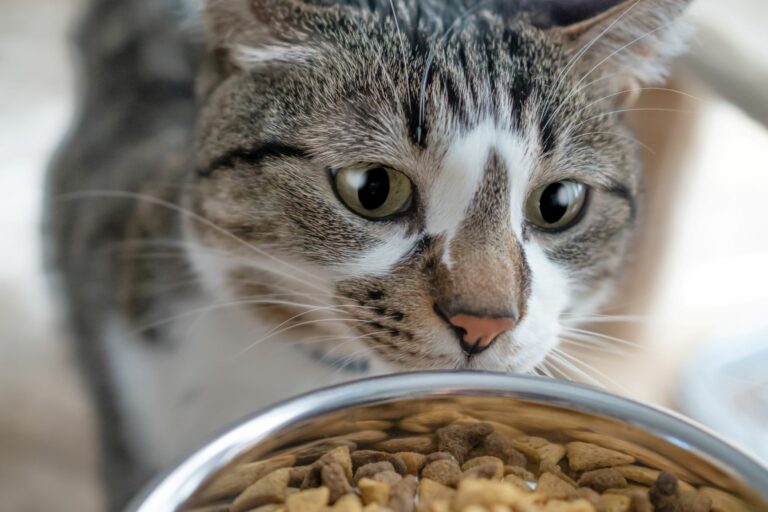 quanto deve mangiare un gatto