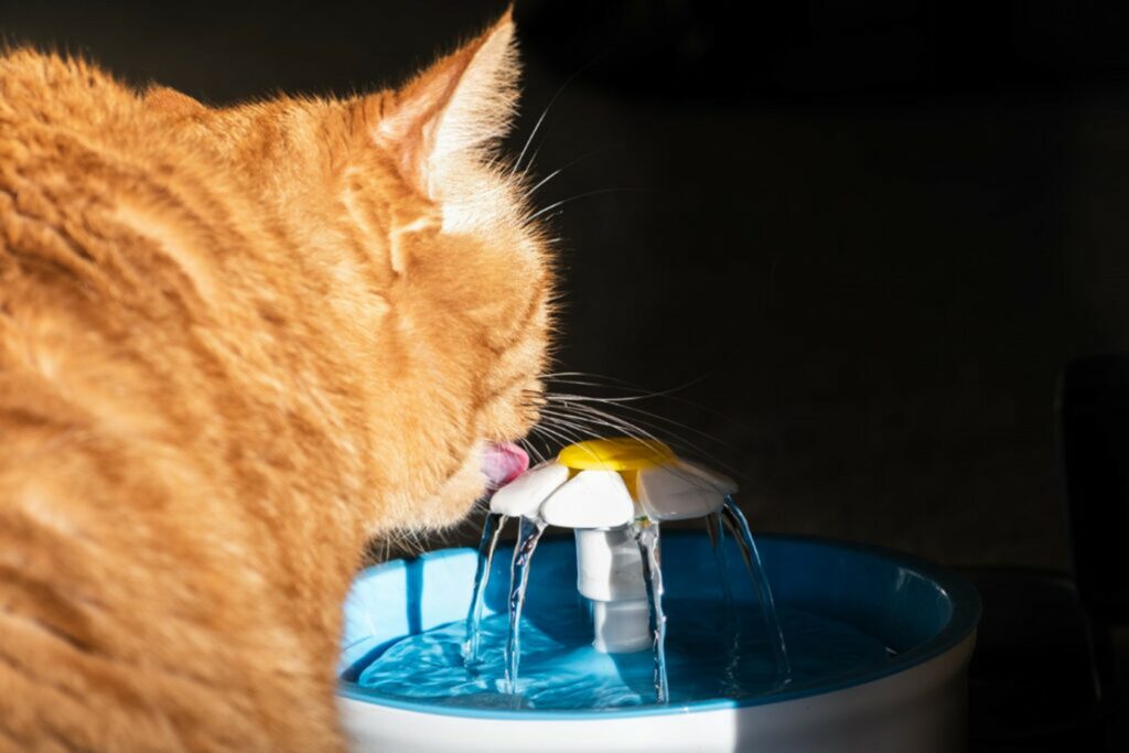 Gatto che beve dalla fontanella