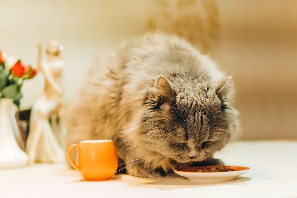 gatto che mangia crocchette dal piatto