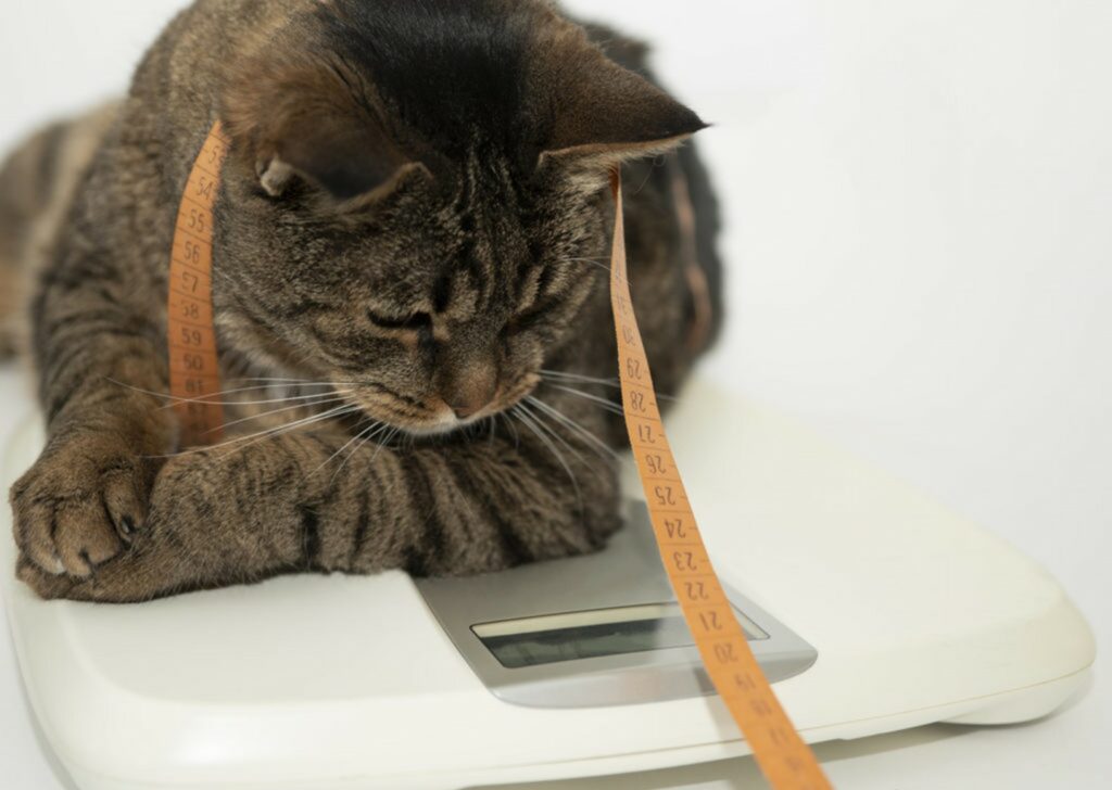 gatto con metro sulla bilancia