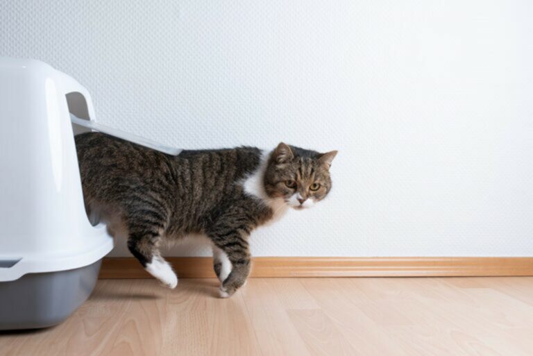 Gatto esce dalla toilette