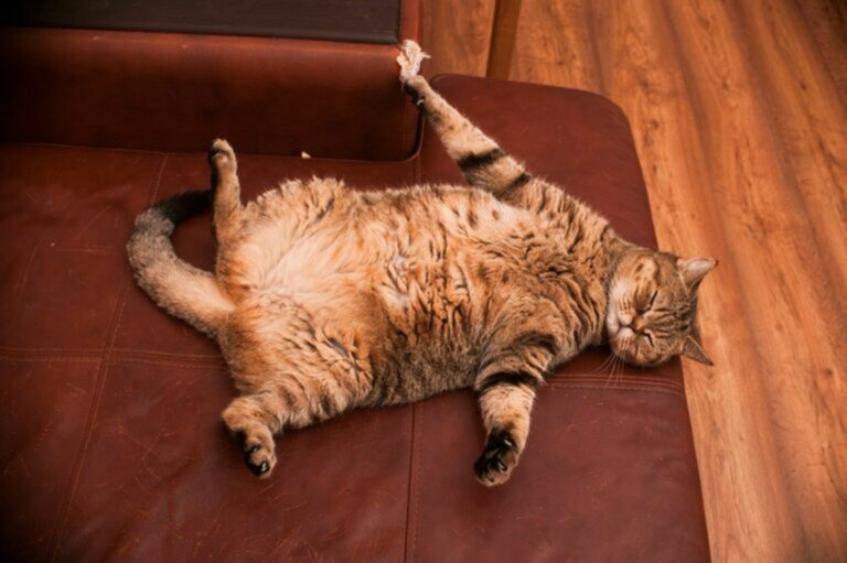 gatto grasso sul divano gatto grasso
