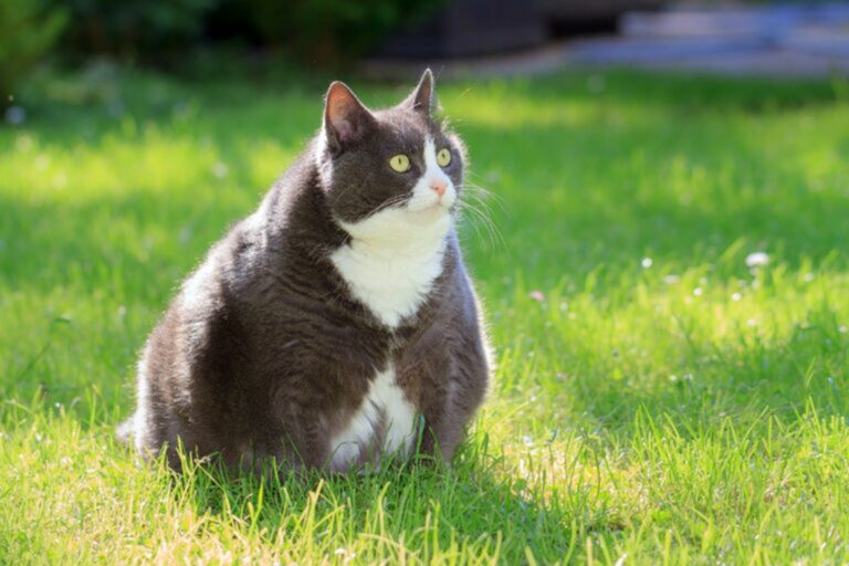 gatto in sovrappeso Gatto in sovrappeso
