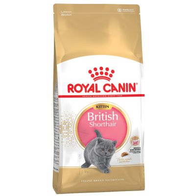 royal canin per british shorthair alimentazione british shorthair