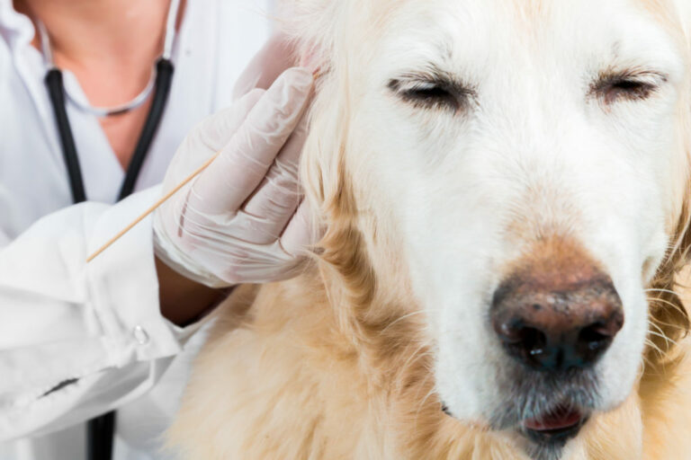 un cane con gli acari viene visitato da un veterinario acari cane