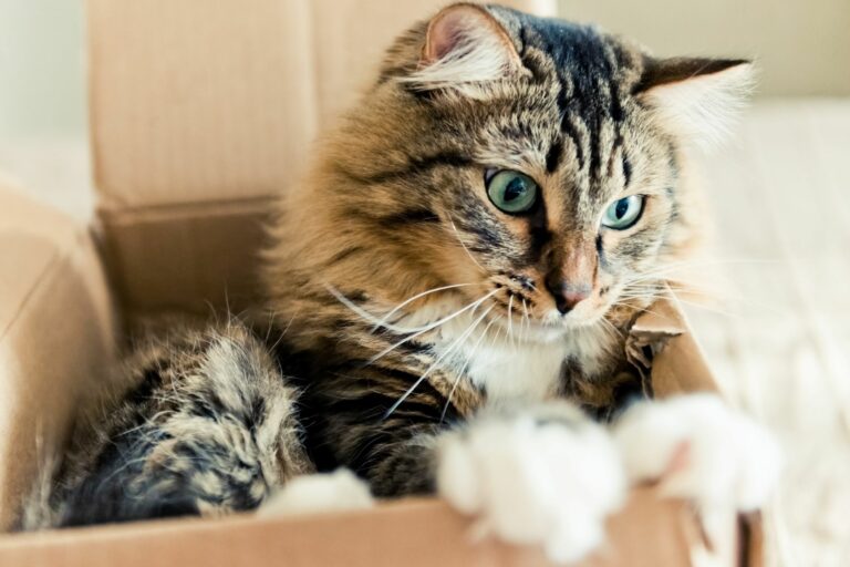 gatti nelle scatole