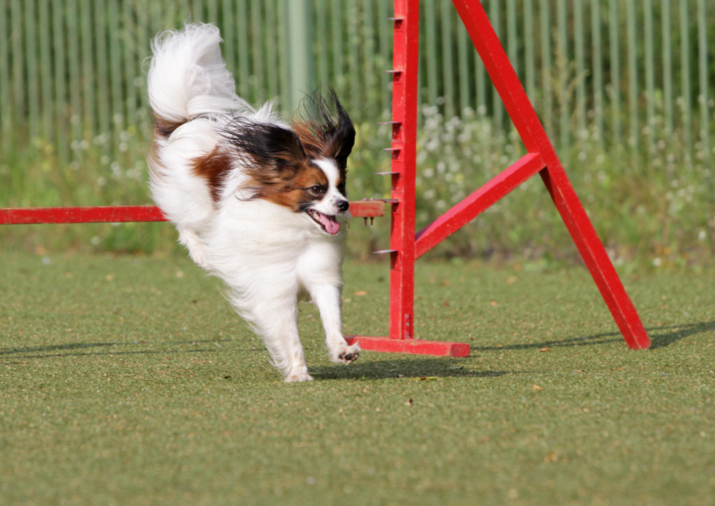 percorso ad ostacoli di agility