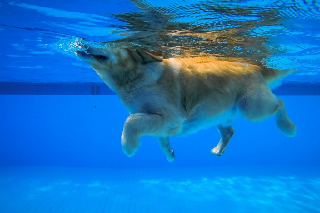 Nuoto per cani: in forma divertendosi | Magazine zooplus
