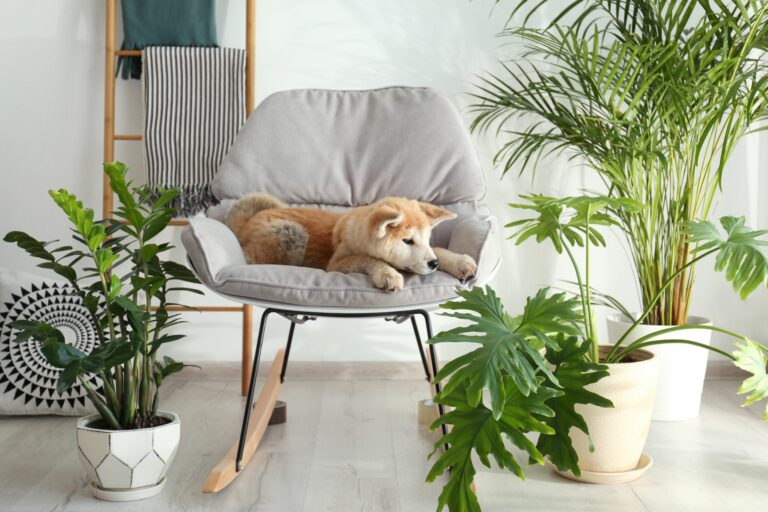 AdobeStock_297458240-768×512 piante velenose per cani