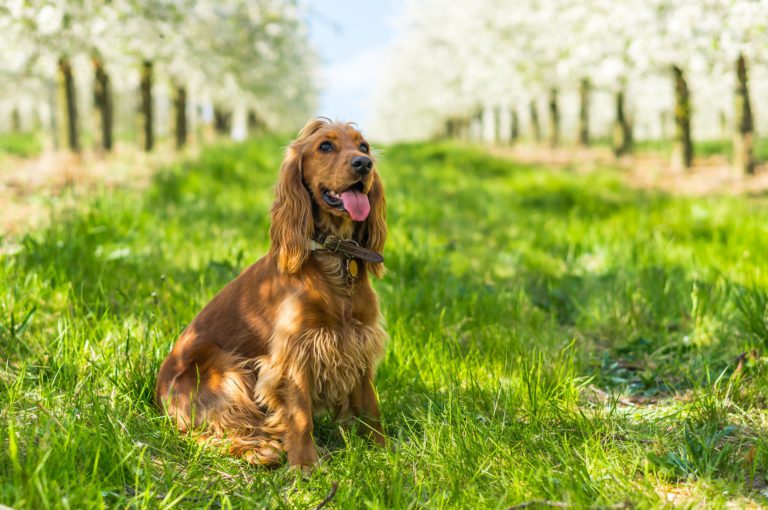 Cocker Spaniel inglese: origini, carattere e molto altro