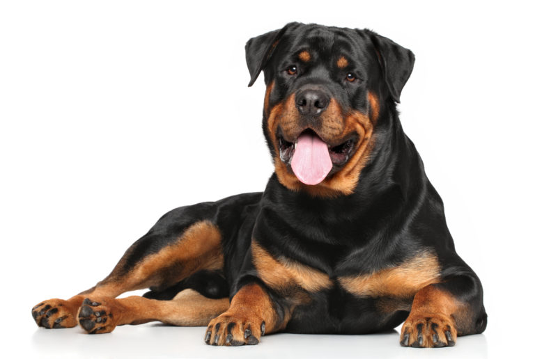 fotolia_80512914-768×516 fotolia_80512914-768×516