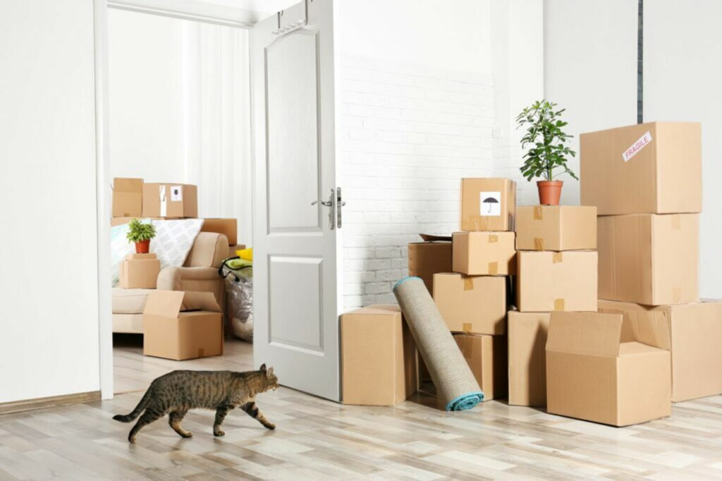 gatto con scatole