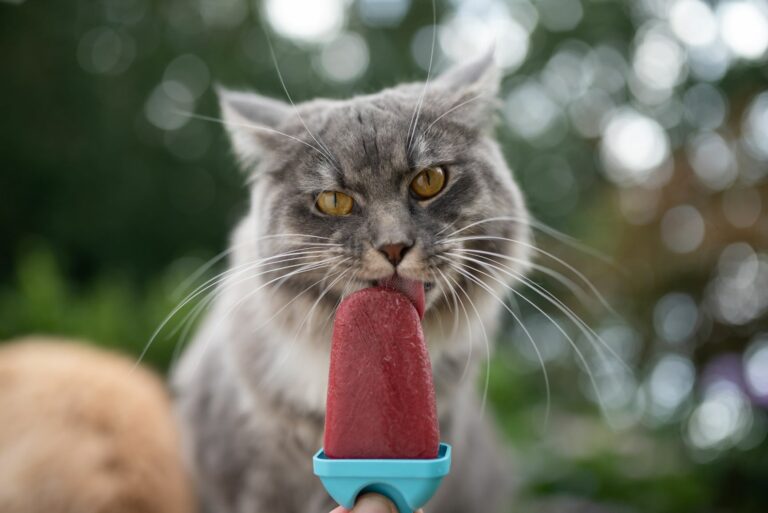 katzeneis-maine-coon-768×513 katzeneis-maine-coon-768×513