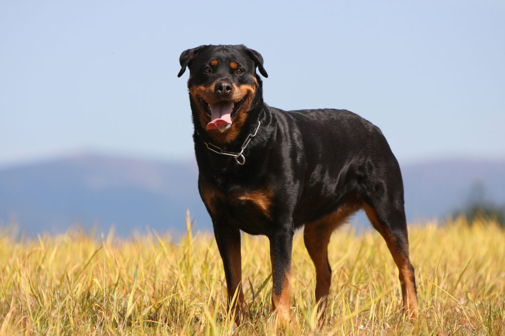 rottweiler-glücklich-1024×682