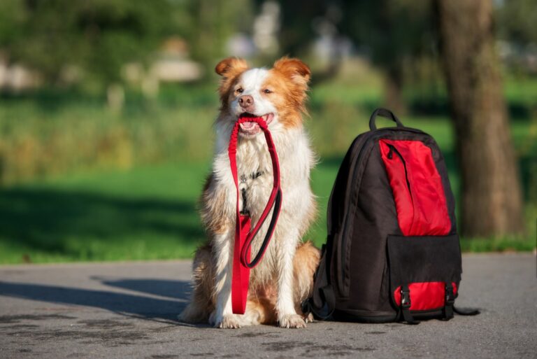 trekking con il cane