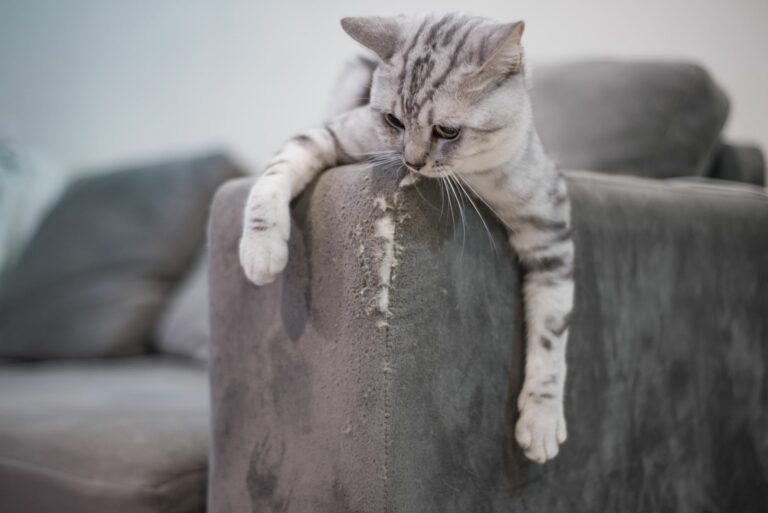 AdobeStock_286443404-768×513 gatto graffia divano