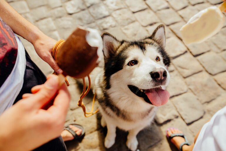 Husky-Hundeeis-768×512 Husky-Hundeeis-768×512