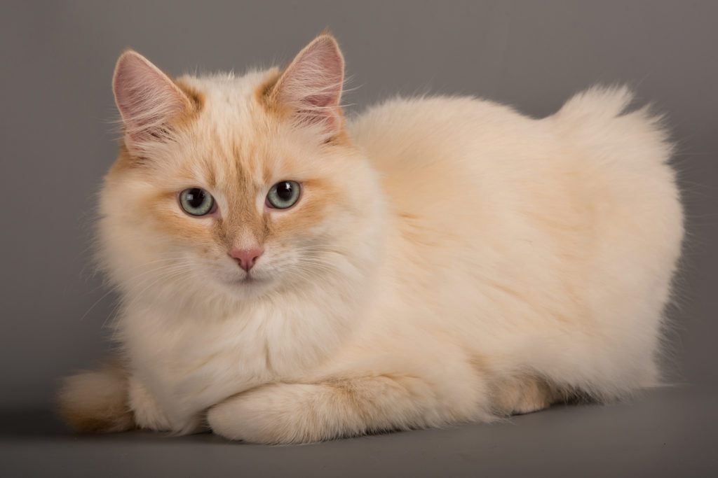 birma-katze-1024×683