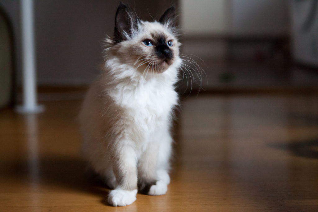 birma-katze-kitten-1024×682